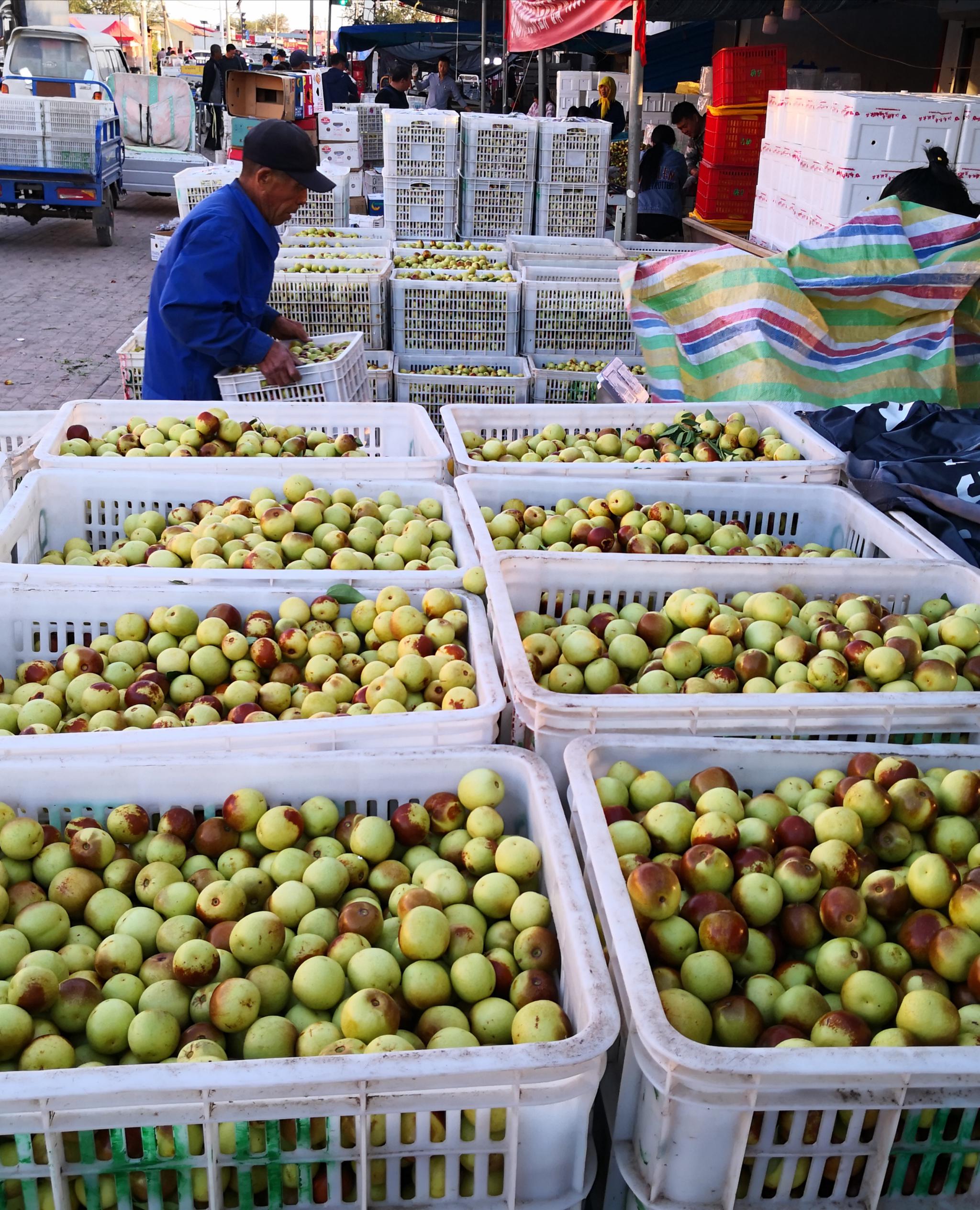 河北黄骅600年传统冬枣助农户致富