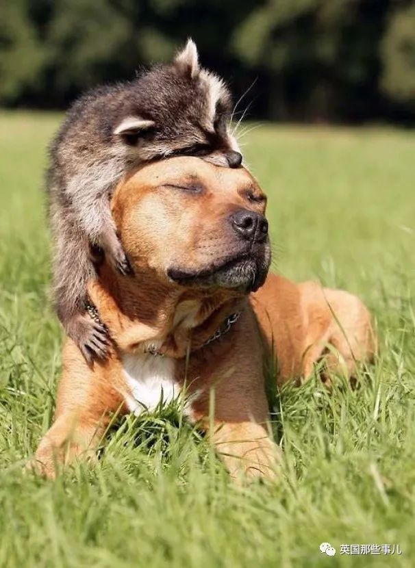 二哈还能跟一匹马成了好朋友这些跨种族cp也太治愈了