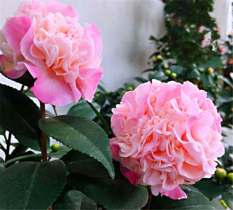 最香最皮实的茶花香妃,养护做好5个点,开花大花期长,轻松爆盆