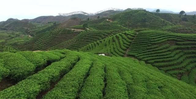 潮州凤凰茶区的雪片茶飘香,茶户采摘忙