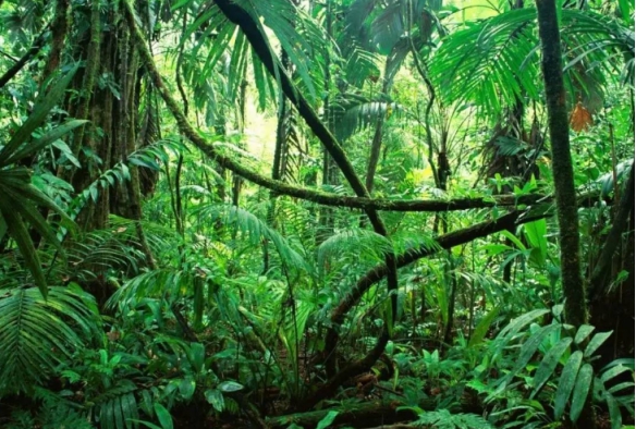 亚马逊热带雨林的景色图片