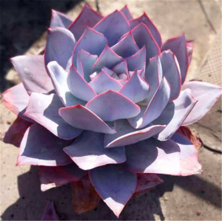 最有仙气的巨无霸多肉广寒宫,养护学会3要点,蓝粉绚烂仙气足