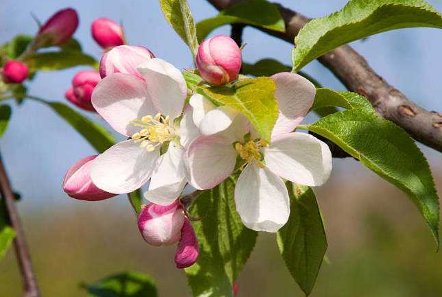 此花色泽艳丽,花姿犹如一条条雪白的绸带般丝滑,且香气沁人心脾