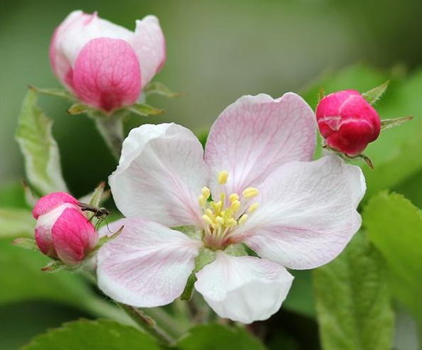 此花色泽艳丽,花姿犹如一条条雪白的绸带般丝滑,且香气沁人心脾