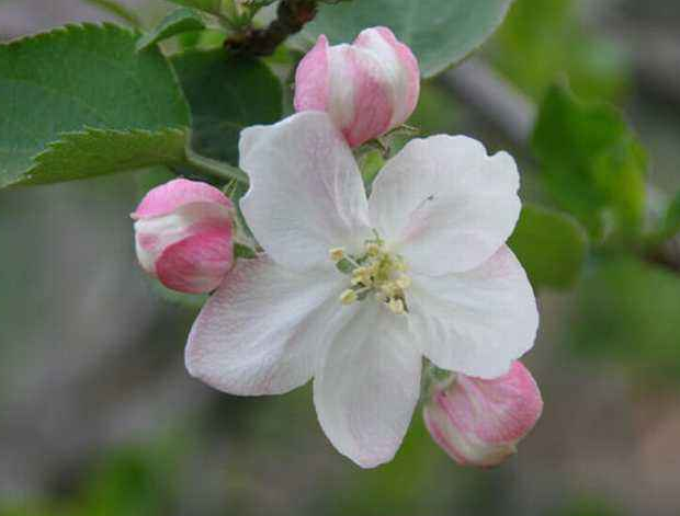 此花色泽艳丽,花姿犹如一条条雪白的绸带般丝滑,且香气沁人心脾