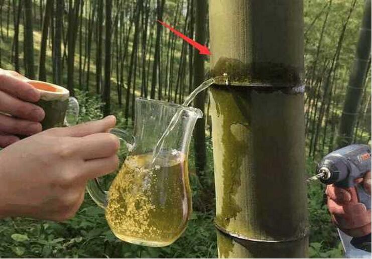 男子把酒注射进竹子里被家人痛骂,可一段时间后,结果让人傻眼了