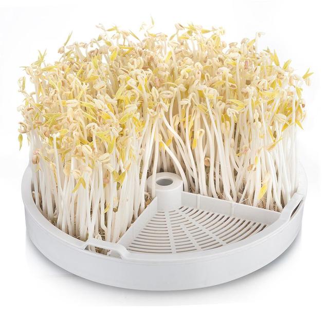 火锅做菜少不了的豆芽,自己在家生