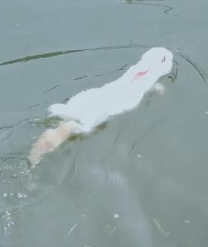 狗刨式游泳见过,没见过兔刨式,兔子扔水里蹬腿萌翻了!