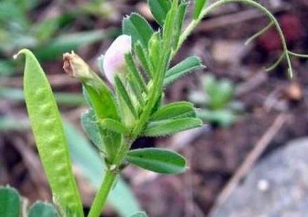 农村无人问津的野菜,能活血去瘀,治疗头发早白,牙疼等