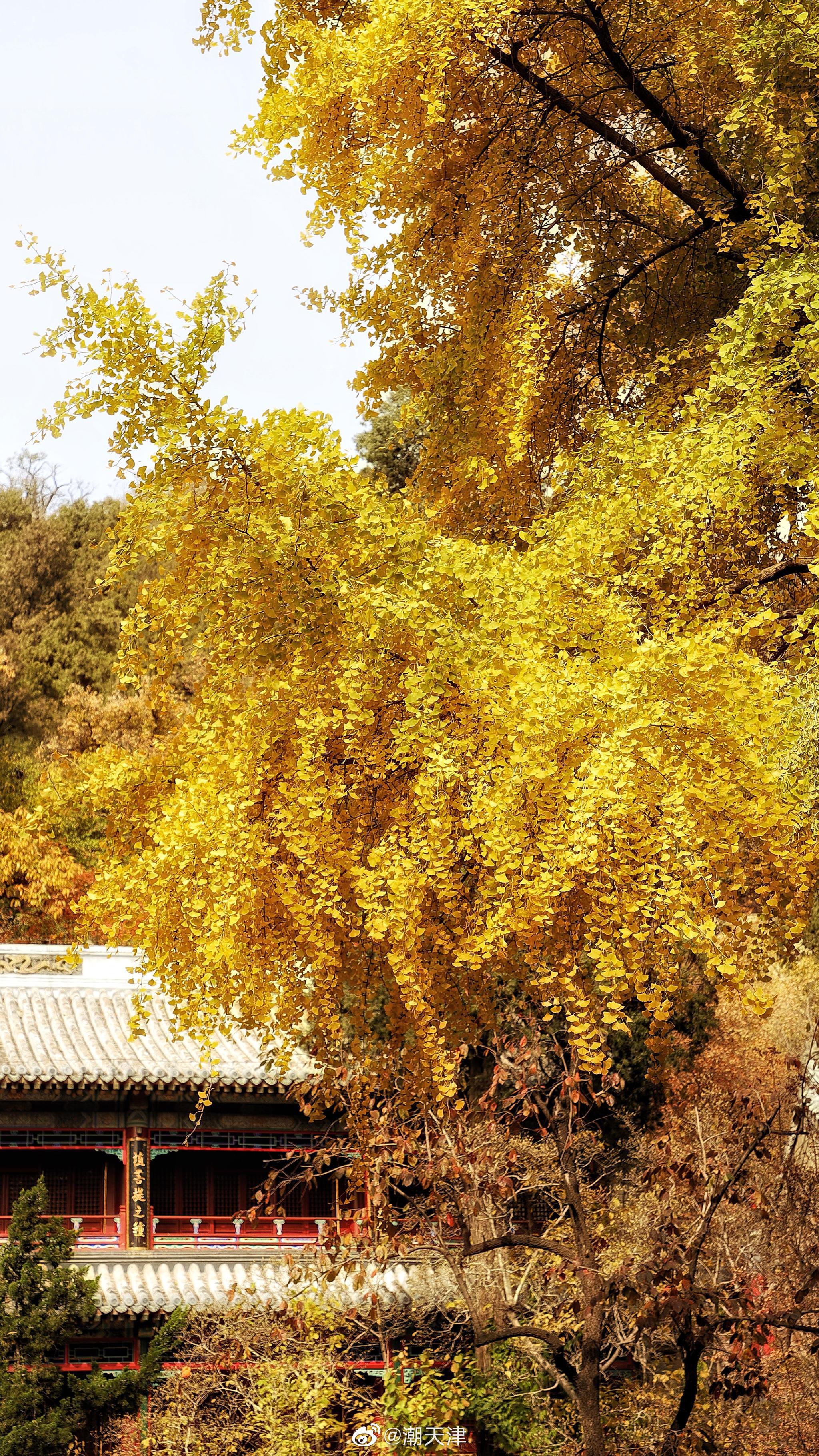 整理一下今天到潭柘寺看银杏拍的照片