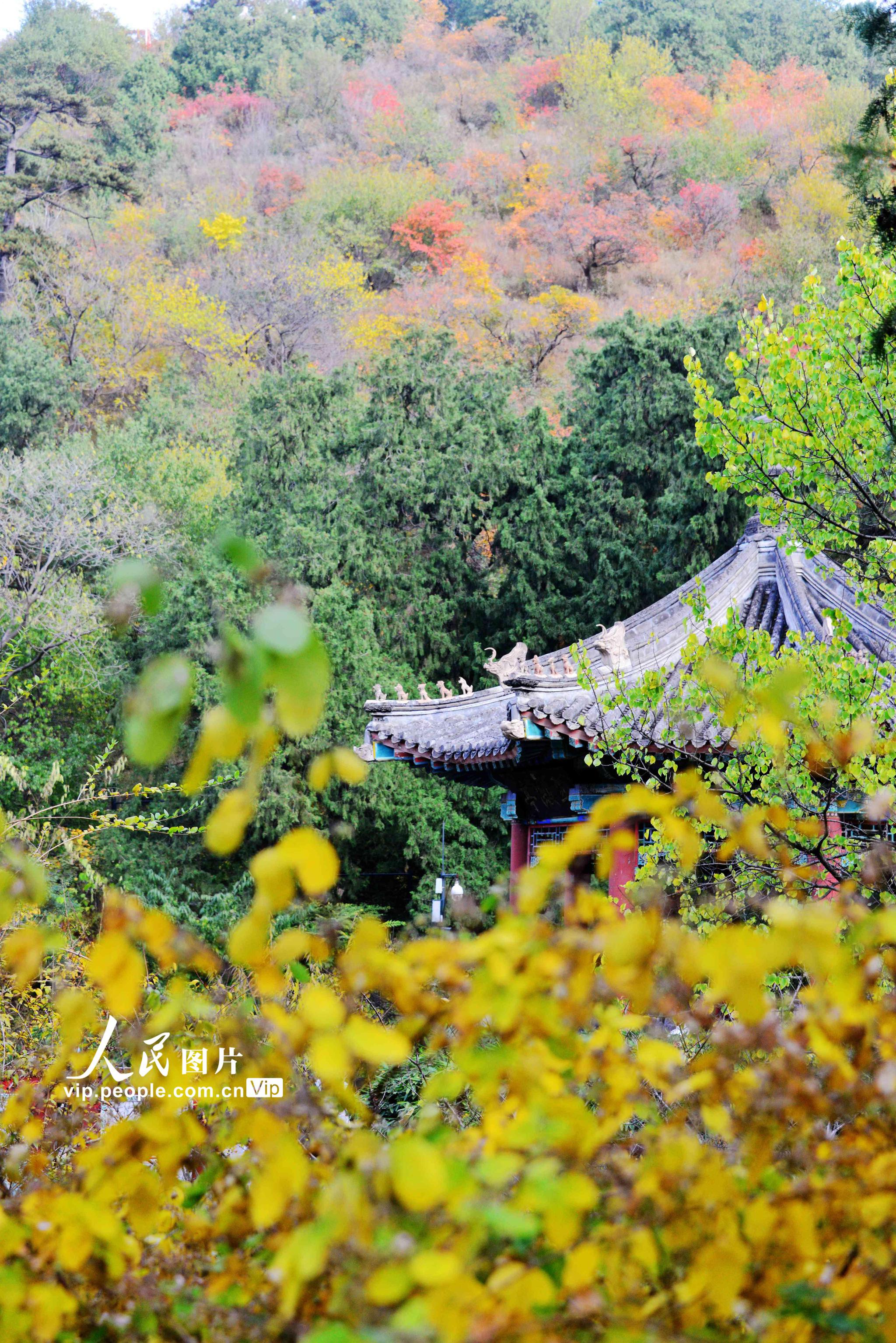 北京:香山红叶迎来最佳观赏期