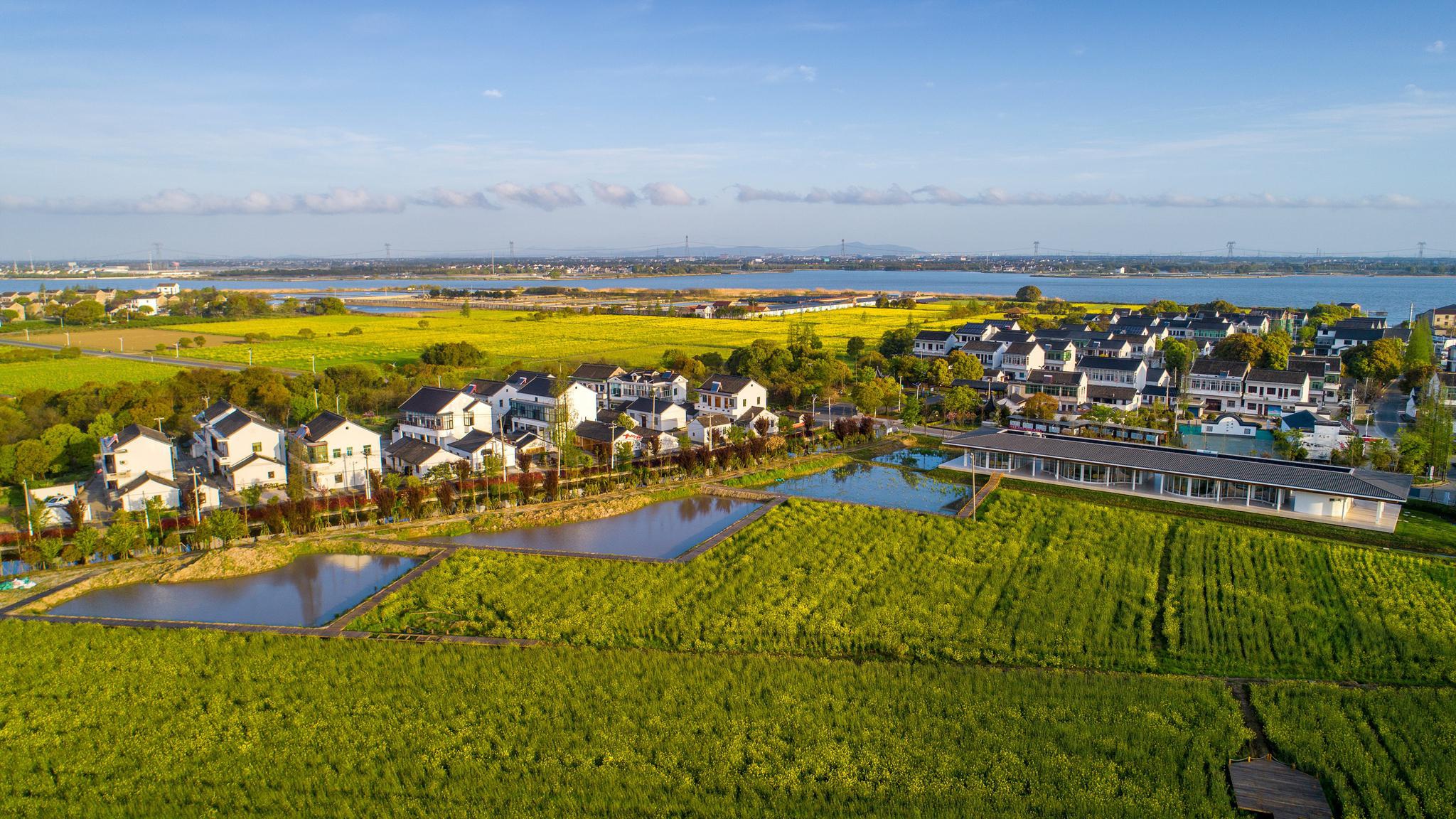 长漾特色田园乡村带进入收获季