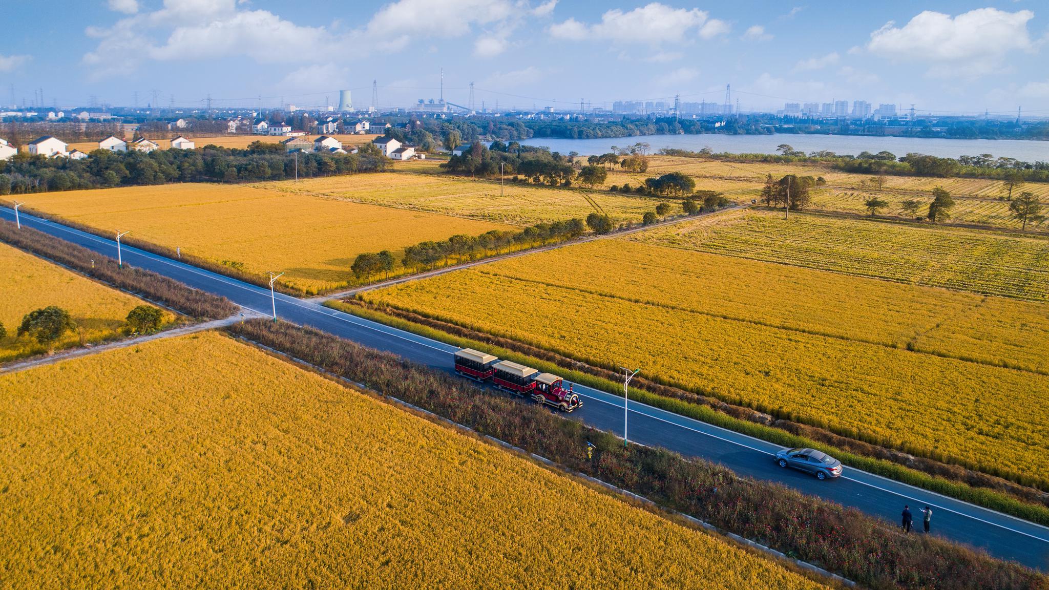 长漾特色田园乡村带进入收获季