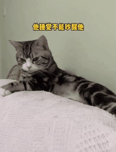 小猫咪能有多双标?铲屎官：反正我想离家出走了……休闲区蓝鸢梦想 - Www.slyday.coM