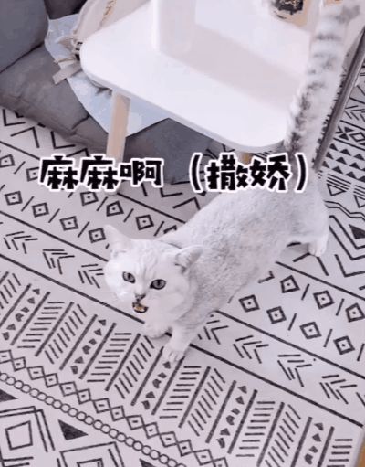 小猫咪能有多双标?铲屎官：反正我想离家出走了……休闲区蓝鸢梦想 - Www.slyday.coM
