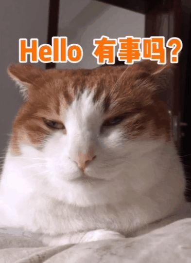 小猫咪能有多双标?铲屎官：反正我想离家出走了……休闲区蓝鸢梦想 - Www.slyday.coM