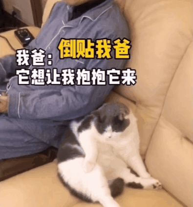 小猫咪能有多双标?铲屎官：反正我想离家出走了……休闲区蓝鸢梦想 - Www.slyday.coM
