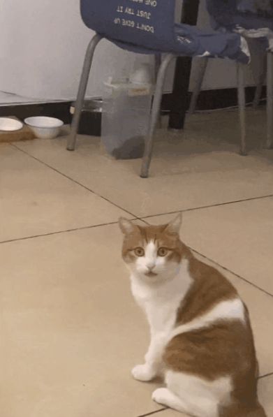 小猫咪能有多双标?铲屎官：反正我想离家出走了……休闲区蓝鸢梦想 - Www.slyday.coM