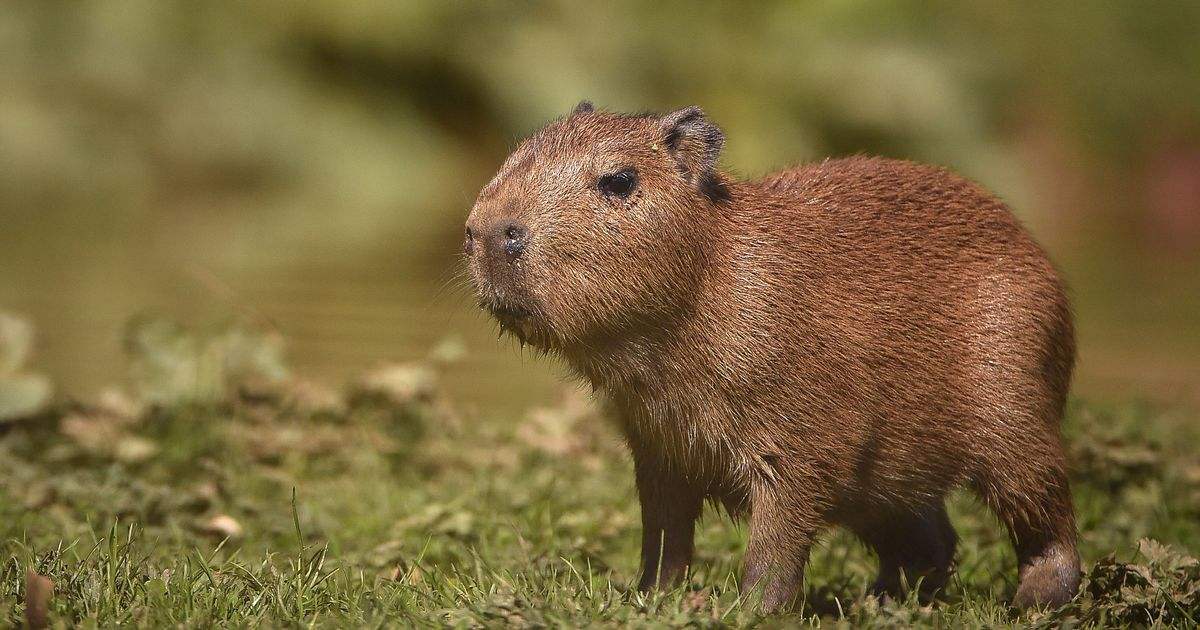水豚世界上最大的老鼠其独特的外形深受人类喜爱
