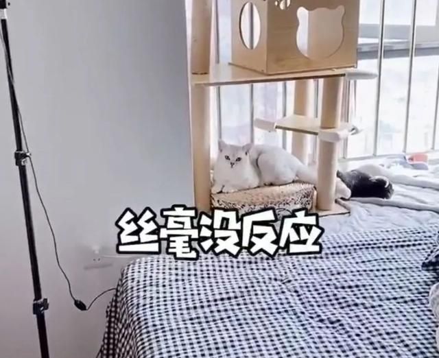 小猫咪能有多双标?铲屎官：反正我想离家出走了……休闲区蓝鸢梦想 - Www.slyday.coM