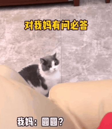 小猫咪能有多双标?铲屎官：反正我想离家出走了……休闲区蓝鸢梦想 - Www.slyday.coM