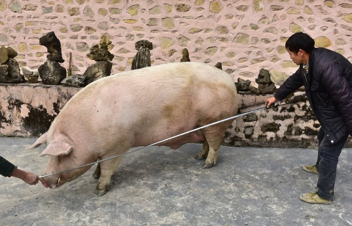 奇闻:农民两年养出千斤猪大王,出门觅食引老板出价,都被婉拒