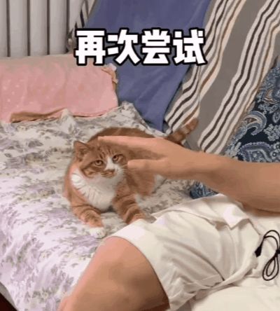 小猫咪能有多双标?铲屎官：反正我想离家出走了……休闲区蓝鸢梦想 - Www.slyday.coM