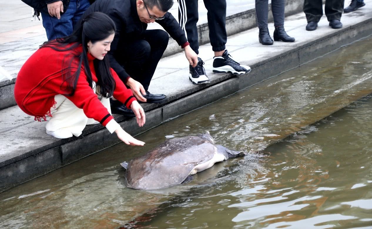 奇闻女士放生68斤甲鱼让人惊喜网友太有灵性了