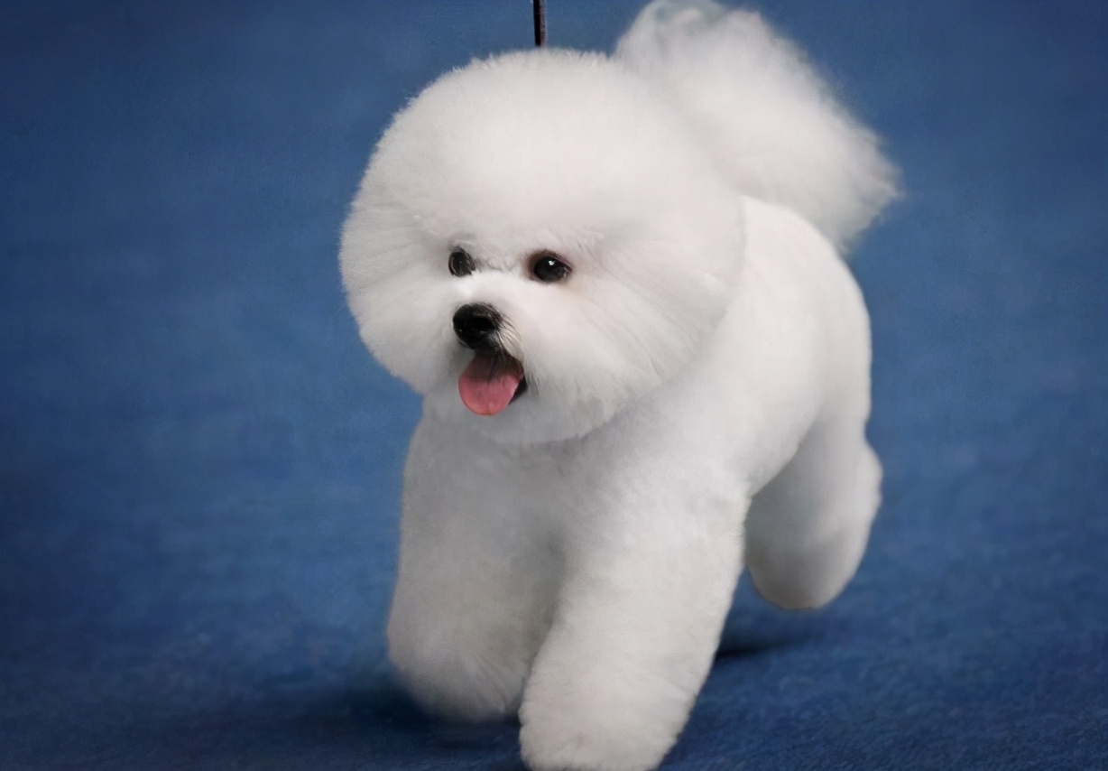 如果可以我真的想养只比熊犬