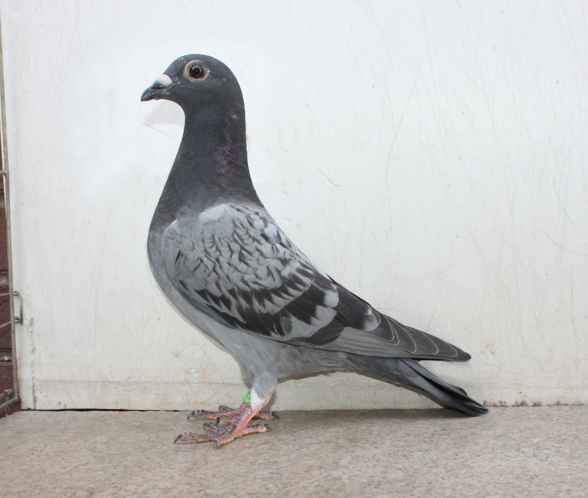 赛鸽比赛结束之后,这几个事情要做好|鸽子|赛鸽|比赛_新浪新闻