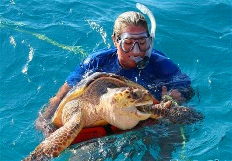 海龟在水里难受地扑腾,打捞上来后,被它口中的家伙给难倒了|海龟|河豚|浅海_新浪新闻