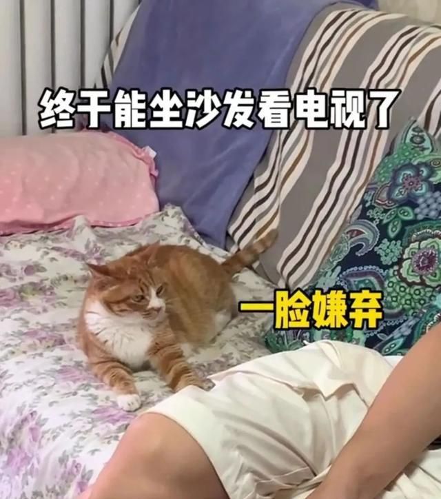 小猫咪能有多双标?铲屎官：反正我想离家出走了……休闲区蓝鸢梦想 - Www.slyday.coM