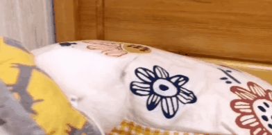 小猫咪能有多双标?铲屎官：反正我想离家出走了……休闲区蓝鸢梦想 - Www.slyday.coM