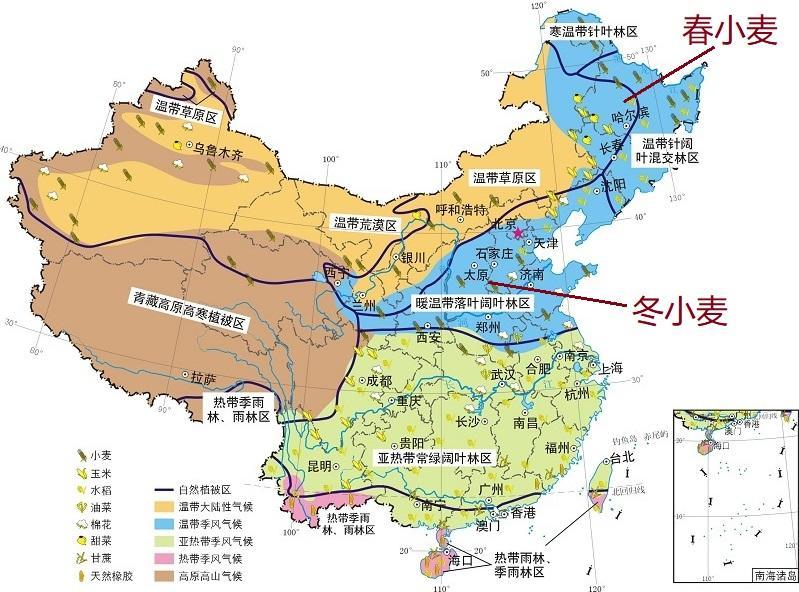 小麦中的冬小麦和春小麦有什么区别分别种在哪些区域