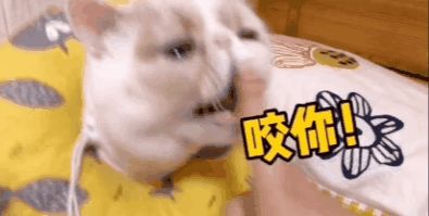 小猫咪能有多双标?铲屎官：反正我想离家出走了……休闲区蓝鸢梦想 - Www.slyday.coM