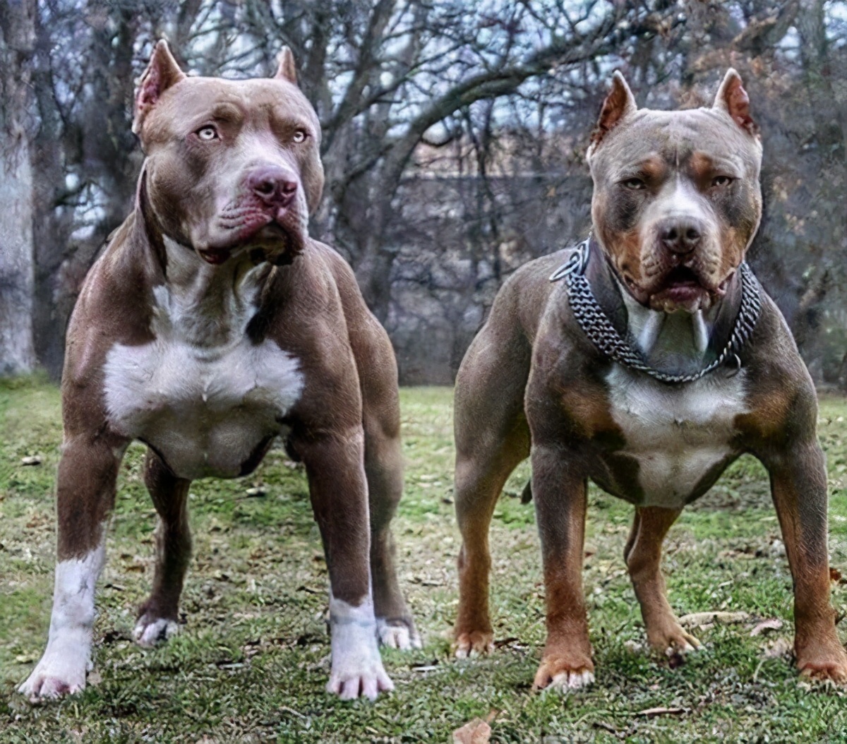 男生适合养什么狗?推荐这7种狗狗,强壮又帅气