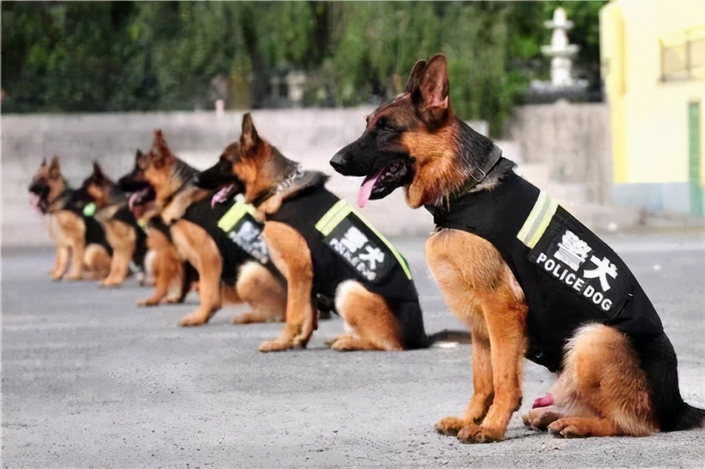 最适合当警犬的6种狗每只都是保家卫国的好手