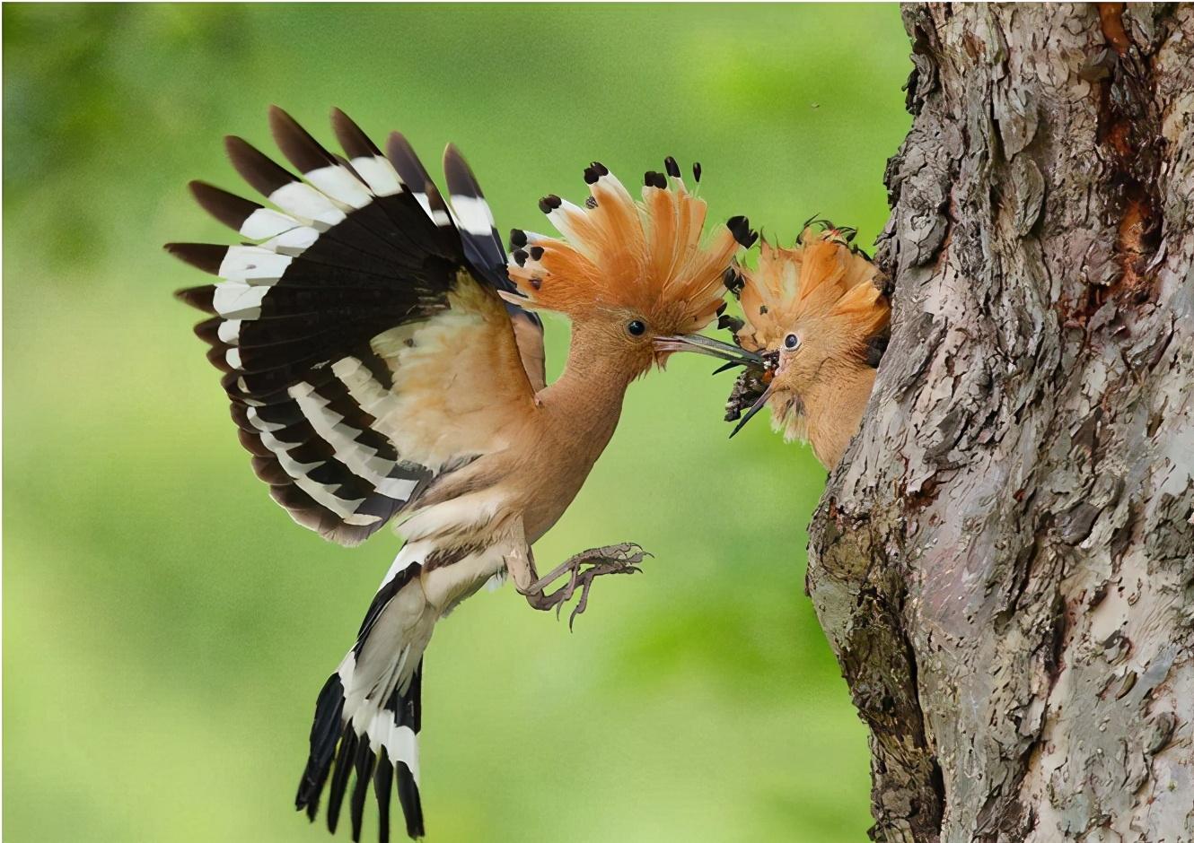 农村有一种鸟叫棺材鸟农民说它既美丽又恶心这是咋回事