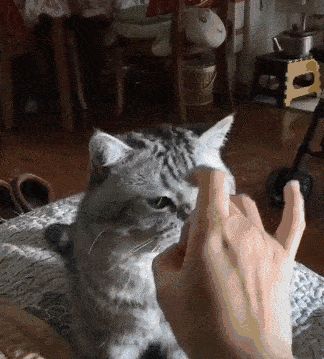 小猫咪能有多双标?铲屎官：反正我想离家出走了……休闲区蓝鸢梦想 - Www.slyday.coM