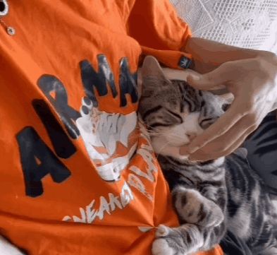 小猫咪能有多双标?铲屎官：反正我想离家出走了……休闲区蓝鸢梦想 - Www.slyday.coM