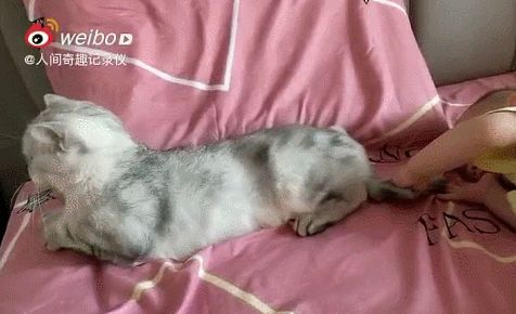 小猫咪能有多双标?铲屎官：反正我想离家出走了……休闲区蓝鸢梦想 - Www.slyday.coM