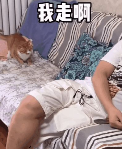 小猫咪能有多双标?铲屎官：反正我想离家出走了……休闲区蓝鸢梦想 - Www.slyday.coM