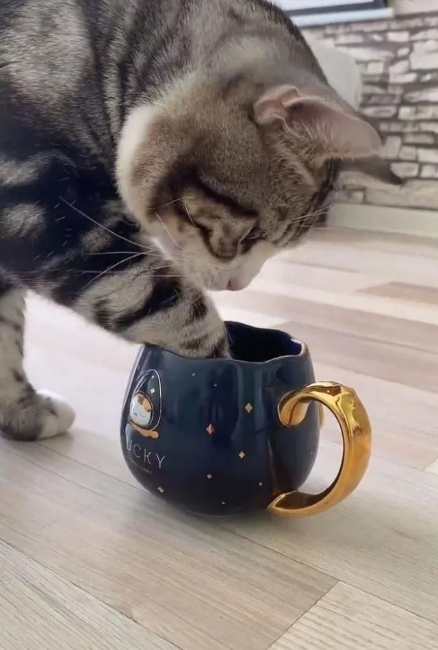 小猫咪能有多双标?铲屎官：反正我想离家出走了……休闲区蓝鸢梦想 - Www.slyday.coM