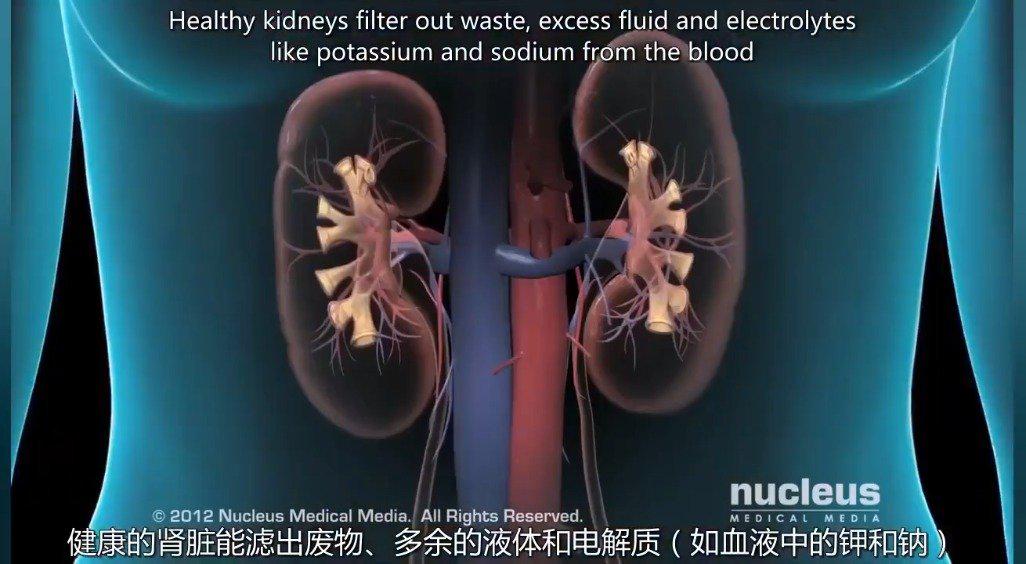 尿毒症又称慢性肾衰竭