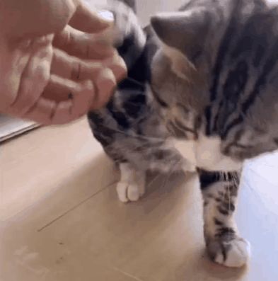 小猫咪能有多双标?铲屎官：反正我想离家出走了……休闲区蓝鸢梦想 - Www.slyday.coM