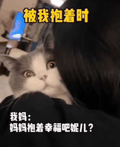 小猫咪能有多双标?铲屎官：反正我想离家出走了……休闲区蓝鸢梦想 - Www.slyday.coM