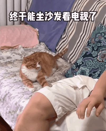 小猫咪能有多双标?铲屎官：反正我想离家出走了……休闲区蓝鸢梦想 - Www.slyday.coM