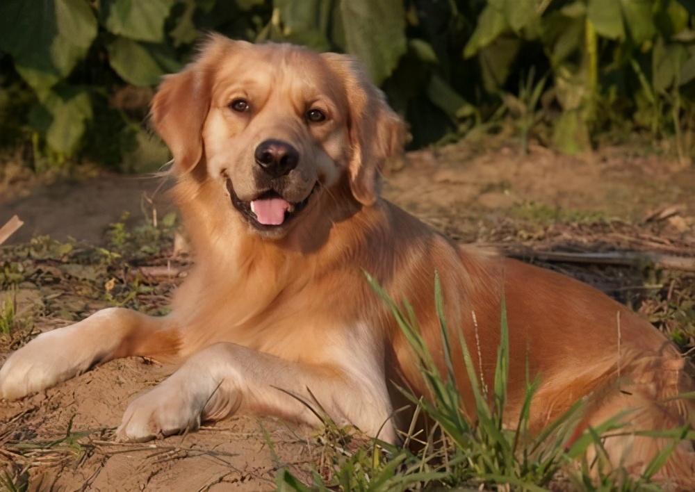 养了这几种超级聪明的狗狗铲屎官得多卑微