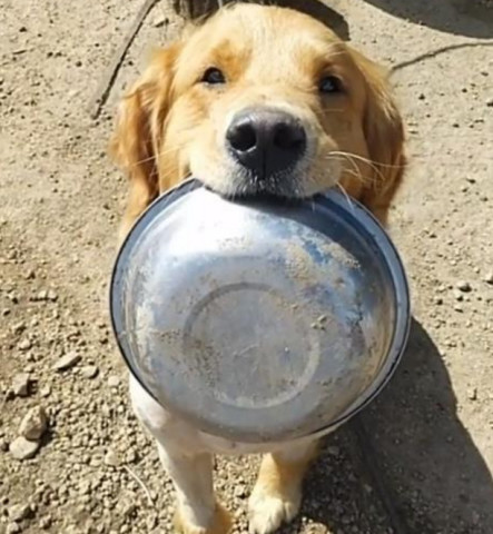 金毛从屠宰场被救下吃过饭后叼着饭盆的样子让人心疼