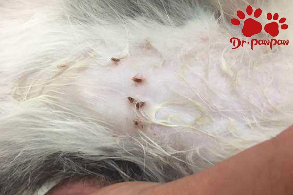 猫身上有黑色虫子怎么办 传染病 跳蚤 猫咪 新浪新闻